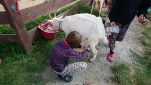 Činnosti na statku