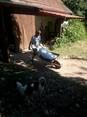 Činnosti na statku