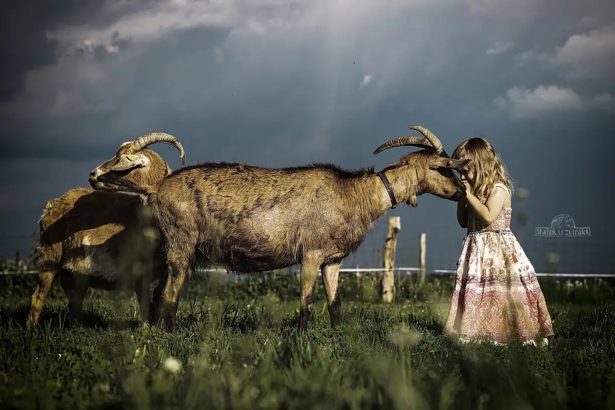 Focení na statku – ukázka