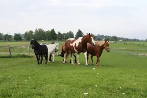 Zvířata na statku