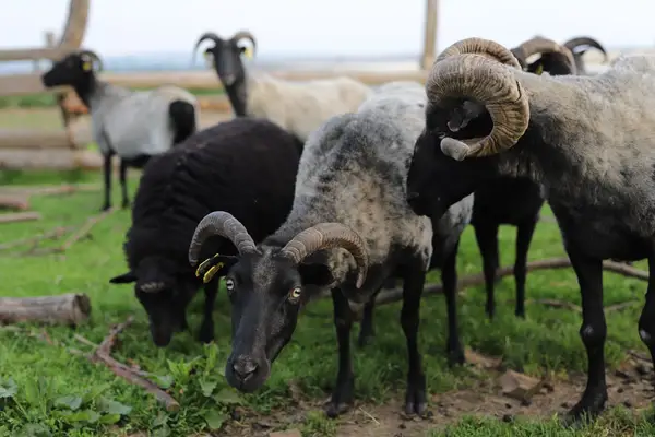 Vřesovky – rohaté ovce plemene vřesová