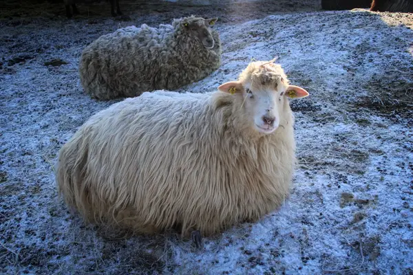 Bílá – bílá ovce na zasněžené pastvině