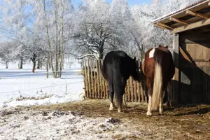 Zvířata na statku