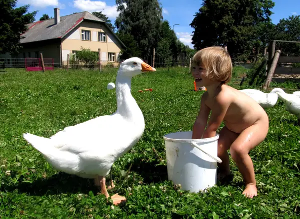 Dítě krmí husy na dvoře statku