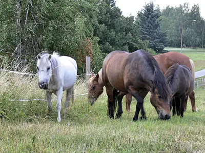 Tři koně společně pasoucí se na louce statku