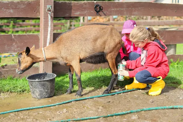Pavlínka – koza při dojení, děti se učí dojit